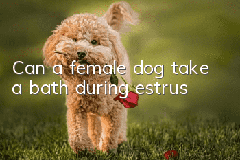 Can a female dog take a bath during estrus?