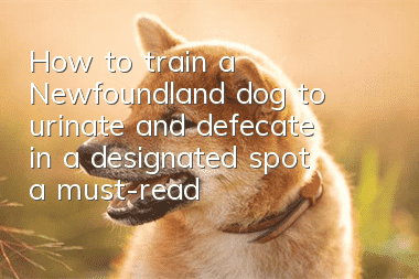 How to train a Newfoundland dog to urinate and defecate in a designated spot, a must-read for novices!