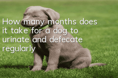 How many months does it take for a dog to urinate and defecate regularly?