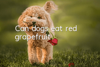 Can dogs eat red grapefruit?