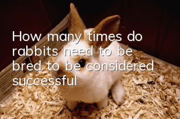 How many times do rabbits need to be bred to be considered successful?