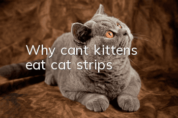 Why can’t kittens eat cat strips?