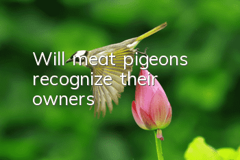 Will meat pigeons recognize their owners?