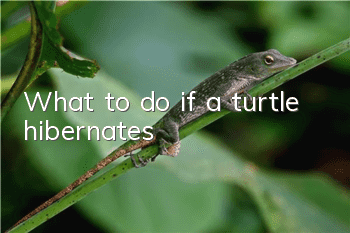 What to do if a turtle hibernates