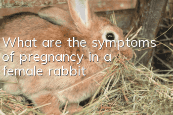 What are the symptoms of pregnancy in a female rabbit?