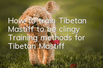 How to train Tibetan Mastiff to be clingy? Training methods for Tibetan Mastiff!