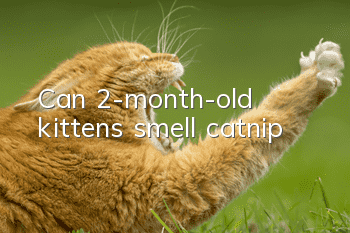 Can 2-month-old kittens smell catnip?