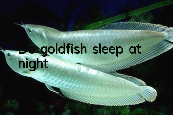 Do goldfish sleep at night?