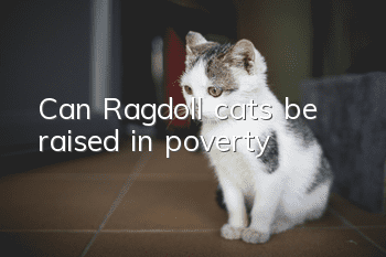 Can Ragdoll cats be raised in poverty?