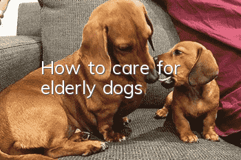 How to care for elderly dogs