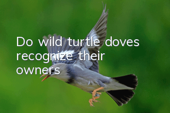 Do wild turtle doves recognize their owners?