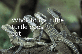 What to do if the turtle doesn't eat