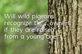 Will wild pigeons recognize their owners if they are raised from a young age?