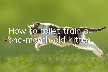 How to toilet train a one-month-old kitten