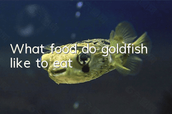 What food do goldfish like to eat?