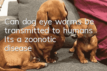 Can dog eye worms be transmitted to humans? It’s a zoonotic disease!