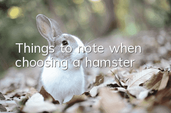 Things to note when choosing a hamster