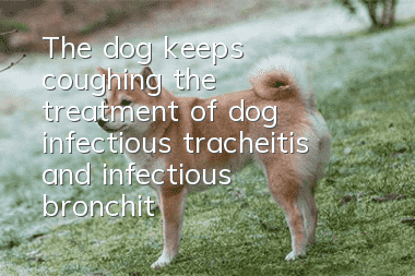 The dog keeps coughing, the treatment of dog infectious tracheitis and infectious bronchitis!