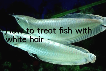 How to treat fish with white hair?