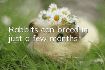 Rabbits can breed in just a few months