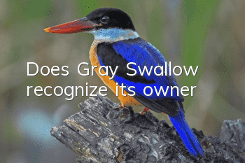 Does Gray Swallow recognize its owner?