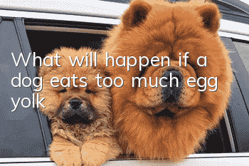 What will happen if a dog eats too much egg yolk?