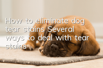 How to eliminate dog tear stains? Several ways to deal with tear stains!