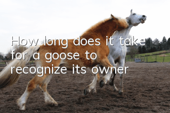 How long does it take for a goose to recognize its owner?