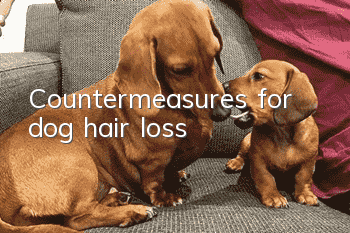 Countermeasures for dog hair loss