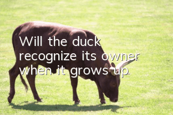 Will the duck recognize its owner when it grows up?