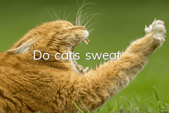 Do cats sweat?