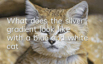 What does the silver gradient look like with a blue and white cat?