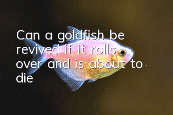 Can a goldfish be revived if it rolls over and is about to die?