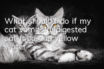 What should I do if my cat vomits undigested cat food and yellow water?