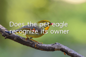 Does the pet eagle recognize its owner?