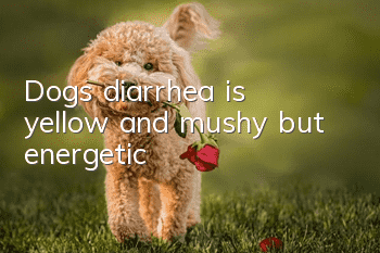 Dog's diarrhea is yellow and mushy but energetic