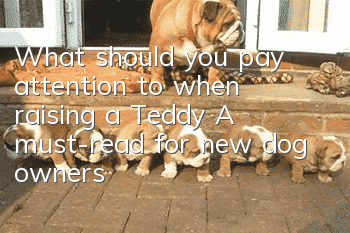 What should you pay attention to when raising a Teddy? A must-read for new dog owners!