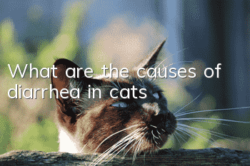 What are the causes of diarrhea in cats?