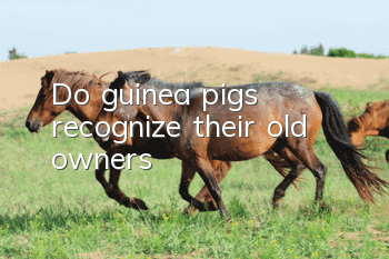 Do guinea pigs recognize their old owners?