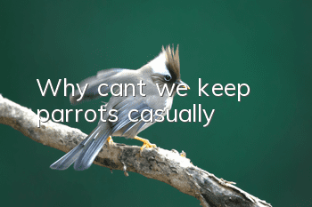 Why can’t we keep parrots casually?