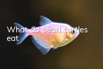 What do pearl turtles eat?