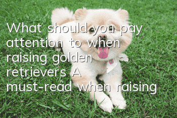 What should you pay attention to when raising golden retrievers? A must-read when raising pets!