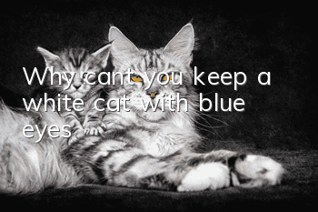 Why can’t you keep a white cat with blue eyes?