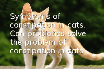 Symptoms of constipation in cats. Can probiotics solve the problem of constipation in cats?