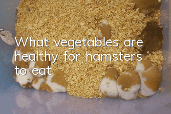 What vegetables are healthy for hamsters to eat?