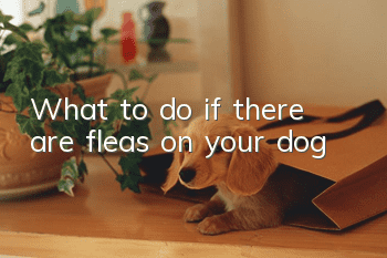 What to do if there are fleas on your dog