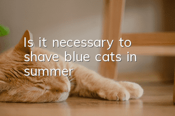 Is it necessary to shave blue cats in summer?