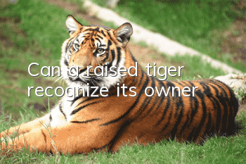 Can a raised tiger recognize its owner?