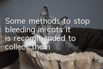 Some methods to stop bleeding in cats, it is recommended to collect them!