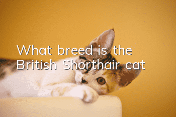 What breed is the British Shorthair cat?